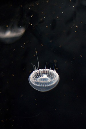 LB-aquarium-0402