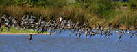 Skimmer flight party
