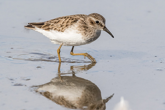 Least Sandpiper
