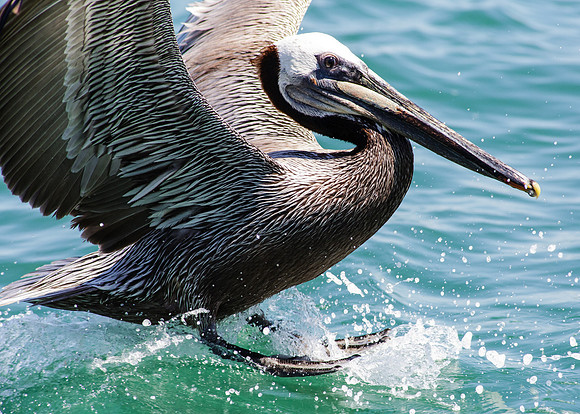 OC-Dana Point Pelagic 2014-7334