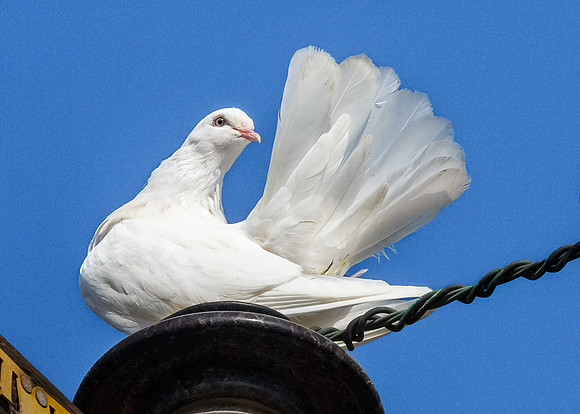 Check out my tail feathers