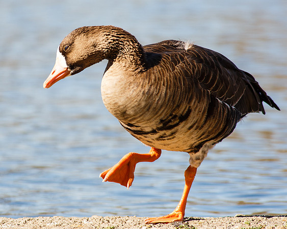 Greater White-fronted Goose