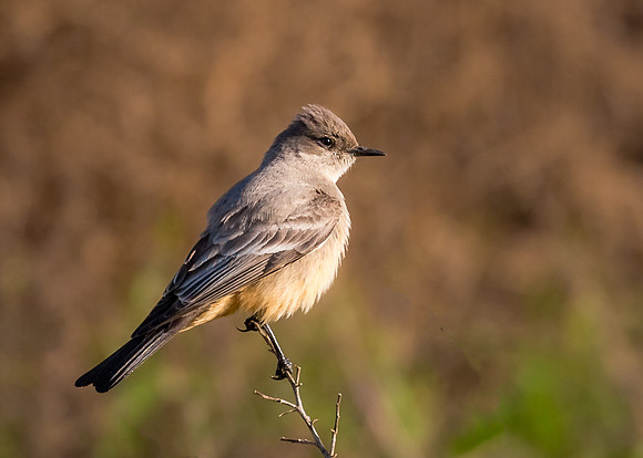 Say's Phoebe