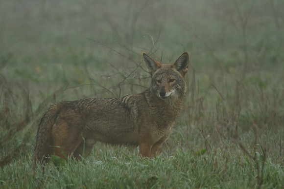 Coyote