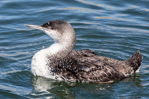 BolsaChica-2015-4949