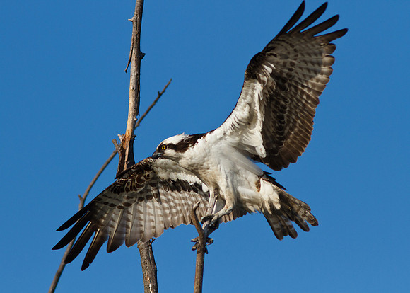 Osprey