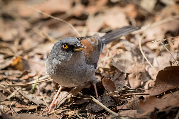 Yellow-eyed Junco.