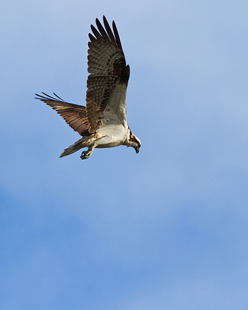 Osprey fishing