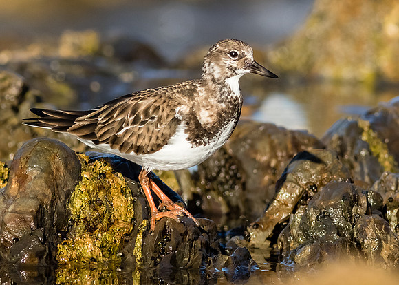 Ruddy Turnstone