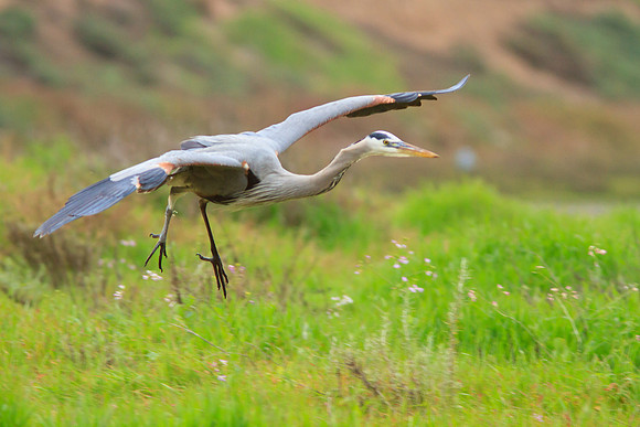 Great Blue Heron