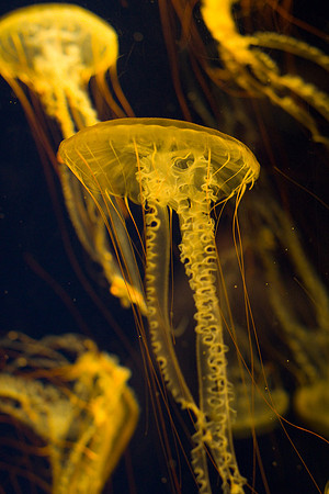 LB-aquarium-0366
