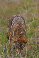 Coyote