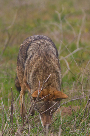 Coyote