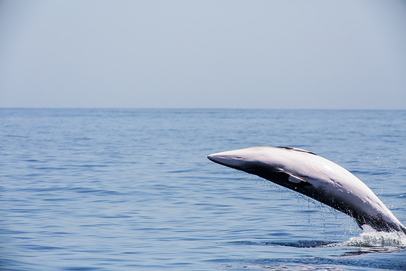 Minke whale breach