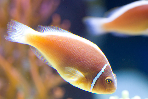 lb-aquarium-1515