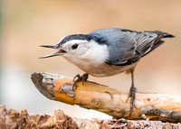 White-breasted nuthatch