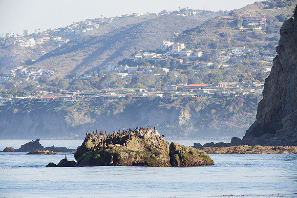 OC-Dana Point Pelagic 2014-5832