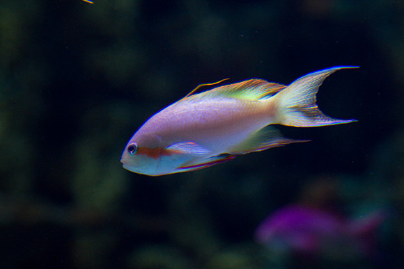 lb-aquarium-1322