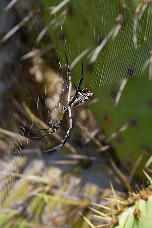 Bolsachica-0822-4578-Edit