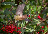 Fly away treat