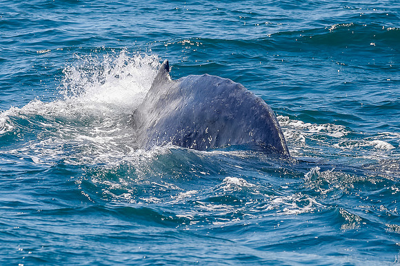 NB-whale watching-5527