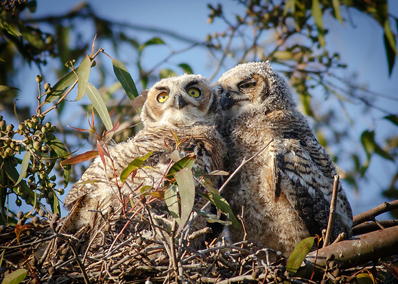 Siblings