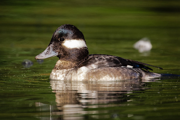 Lady Bufflehead
