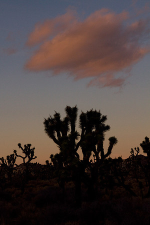 joshuatree09-2396