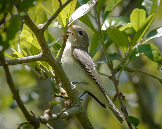 Warbling Vireo