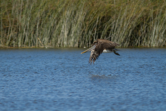 birds-irv-1073
