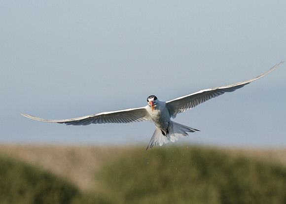 BolsaChica-2012-6535
