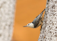 White-breasted nuthatch