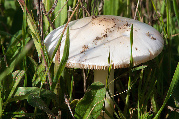Mushroom
