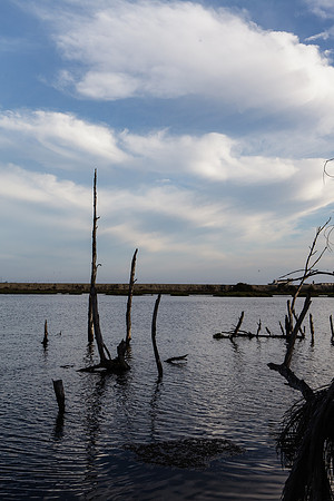 BolsaChica-2012-8721
