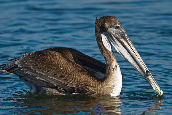 BolsaChica2011-2500