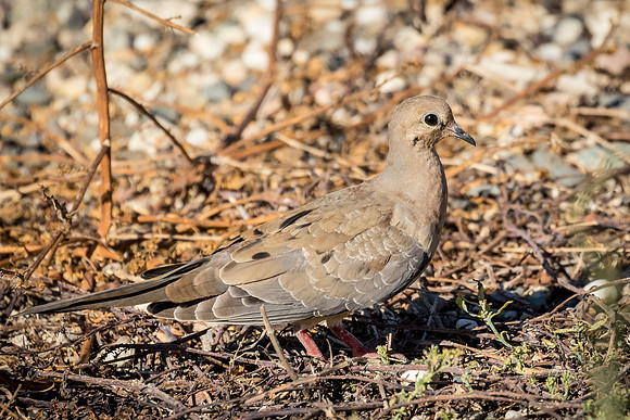 Morning Dove