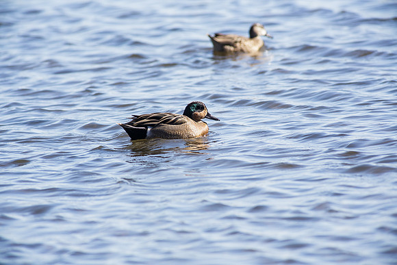 BolsaChica2013-2555