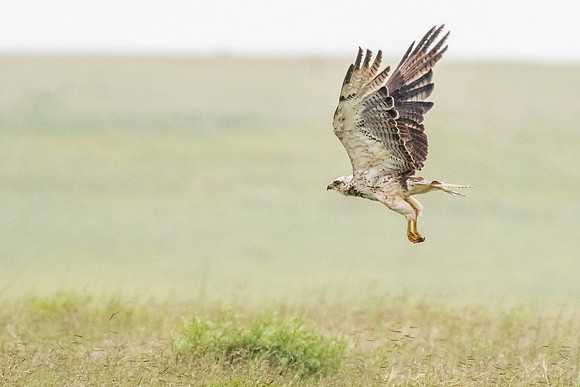 Swainson's Hawk
