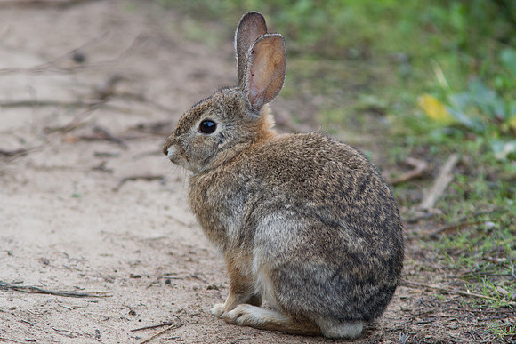 Rabbit