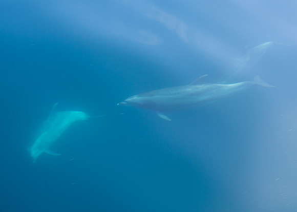 Spring Pelagic Trip