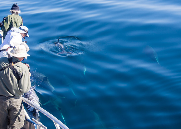 Spring Pelagic Trip