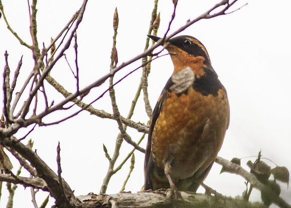 Varied Thrush