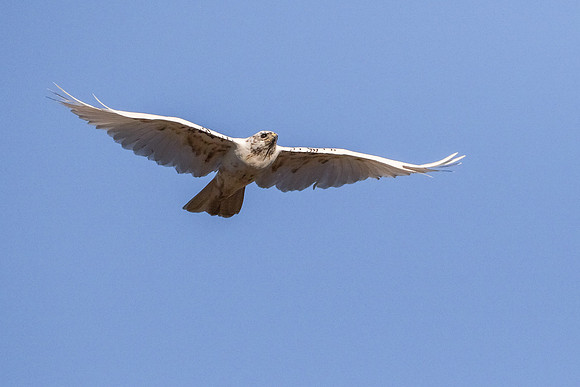 Frank's White Chicken in-flight