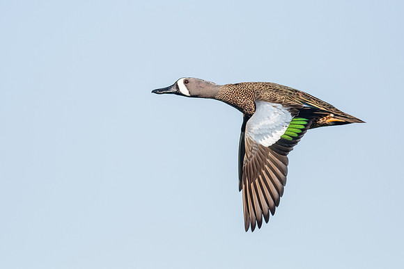 Blue-winged Teal