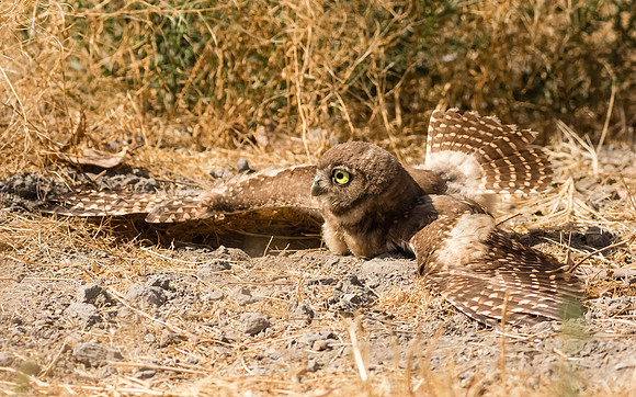 Juvenile Burrowing owl