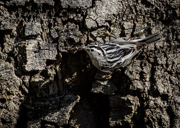 Black-and-white Warbler