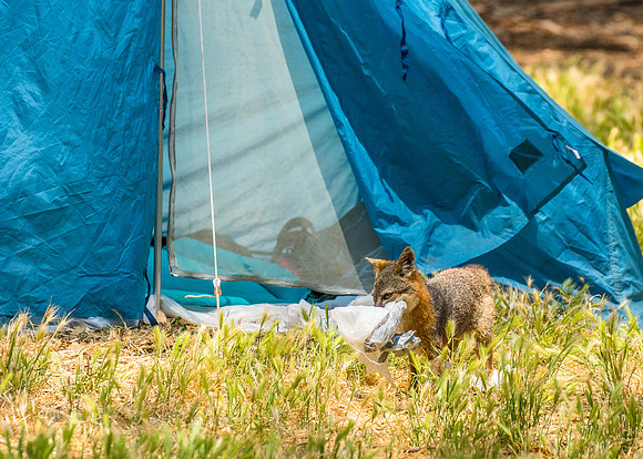 Tent invader