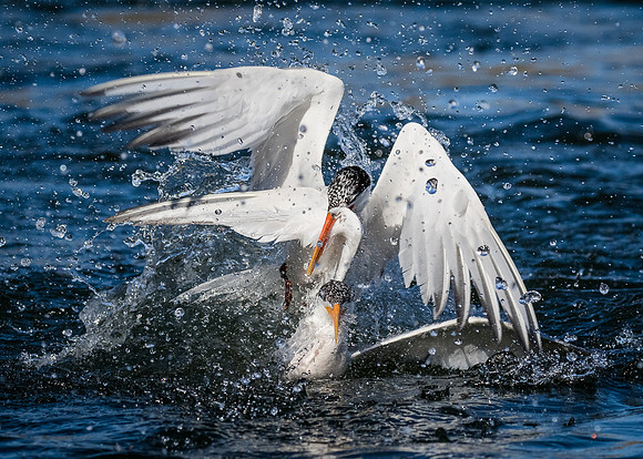 No fish,  I'll take a wing.....