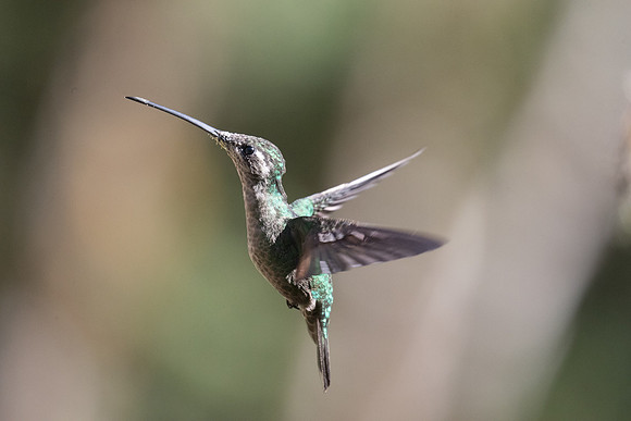 Talamanca humm  (female)