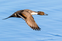 Pintail flight